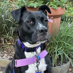 Boots/American Staffordshire Terrier/Female/2 Years 11 Months,Hi I’m Boots, and I’m soooo excited to meet my new family!  I am currently living with my awesome 