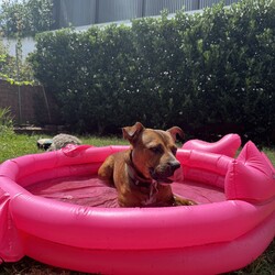 Adopt a dog:Dash/American Staffordshire Terrier/Male/1 Year 1 Month,Everybody needs a Dash of spice in their life, let me tell you a bit about me….. My name is Dash, and I’m a sweet Staffy cross just looking for an awesome home. If your still reading this then you want to know more. I would soooo like to find my forever home. I am currently been looked after in a  Foster home. During my time with them they have bought out my best attributes!  I’m a well-behaved boy, have settled into a great routine of lazing out the back yard following the sun, going on my daily walks and hanging out with the kids. When people come over to visit I am such a good boy and meet them appropriately infact I have the front yard to myself and I let everyone in…..  My favourite things to do are hang out in my pool, I'm so lucky my Foster Family bought me a blow up one and I spend my time doing laps.  I enjoy playing fetch, hanging out with the kids as I am so gentle and patient with them, enjoy a game of tug.  My foster family have said 
