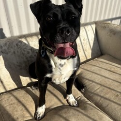 Boots/American Staffordshire Terrier/Female/2 Years 11 Months,Hi I’m Boots, and I’m soooo excited to meet my new family!  I am currently living with my awesome 