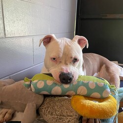 Lolly/American Bulldog / American Staffordshire Terrier/Female/3 Years 6 Months,Hi there! I’m Lolly, a sweet and spirited gal looking for the next chapter in life, will it be with you? I’m on the lookout for my new best friend. Someone to take me on sniffy walks, do treat training with me and find a sunny spot to laze in! I'm still learning to walk nicely on lead, so I need someone who’s ready to work with me on loose-leash walking using treat based training. I'm smart as well as pretty and I love learning! Especially when my favourite treats are on offer. Sometimes, I feel a little concerned when I’m left alone, but with a bit of patience and support, I know I can find my calm I just need someone to help me feel nice and safe in my new home environment. I absolutely love meeting new dog friends and have a typical Staffy play style. I'd best suited with a calm social dog that enjoys playing with other doggies my size! Because of my size and excitement levels, I’d do best in a home with dog savvy children who are comfortable around larger dogs. When I get excited, I can jump up, but it’s all in good fun – I just can’t contain my enthusiasm! 