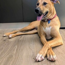 Haven/Staffordshire Bull Terrier / German Shepherd Dog/Female/1 Year 2 Months,Hey there, I’m Haven! I’m a sweet and spirited girl with a heart full of love and a whole lot of energy. I’m playful and always ready for some fun, but I can be a little nervous in new situations, so I’m looking for a patient and understanding home. I love making new dog friends, but I’m still learning the ropes when it comes to socializing, so I would be best suited to a house with no other animals at this stage. I know some basic cues like sit, stay, and come, and I’m eager to learn more with your help! Car rides? Oh, yes, please! Feeling the breeze and checking out new sights makes me so happy. And when it’s time to chill, there’s nothing better than some cozy couch time and a yummy long-lasting chew to keep me entertained. If you’re looking for a loyal companion who’s ready to grow and share some love, I’d be thrilled to join your family! Let’s make some great memories together! 