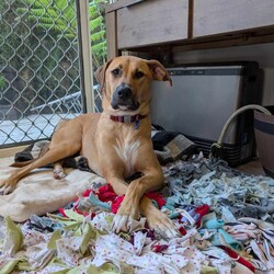 Haven/Staffordshire Bull Terrier / German Shepherd Dog/Female/1 Year 2 Months,Hey there, I’m Haven! I’m a sweet and spirited girl with a heart full of love and a whole lot of energy. I’m playful and always ready for some fun, but I can be a little nervous in new situations, so I’m looking for a patient and understanding home. I love making new dog friends, but I’m still learning the ropes when it comes to socializing, so I would be best suited to a house with no other animals at this stage. I know some basic cues like sit, stay, and come, and I’m eager to learn more with your help! Car rides? Oh, yes, please! Feeling the breeze and checking out new sights makes me so happy. And when it’s time to chill, there’s nothing better than some cozy couch time and a yummy long-lasting chew to keep me entertained. If you’re looking for a loyal companion who’s ready to grow and share some love, I’d be thrilled to join your family! Let’s make some great memories together! 
