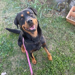 Ryder/Rottweiler/Male/6 Years 9 Months,Hello I'm Ryder, a fun-loving, entertaining & loyal boy looking for my forever home. I've been learning lots of new stuff here in shelter like impulse control, good manners & how to walk nicely on leash. I like quiet, sniffy walks, however you need to be aware that I am a strong boy so if I see something I want to approach when we're are walking, you're in for a good arm workout! My ideal life includes lots of yummy treats, kongs, lickimats and food puzzles, long quiet sniffy walks, soft toys, access indoors & outdoors (so I can hang out with you) and naps (preferably next to you). My favourite room is the kitchen because….. well food. I love food! Sometimes, when my shelter friends leave the door open a bit long I help to clean out the fridge. Especially chicken – I'm the best at cleaning up chicken. If I'm honest I feel this skill of mine is not fully appreciated 