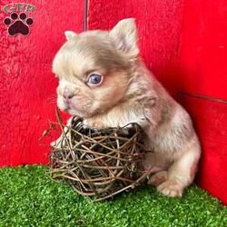 Champ/French Bulldog									Puppy/Male																/14 Weeks, Champ is a stunning newshade tan Merle visual fluffy AKC registered frenchy puppy! Up to date with all shots and dewormings. Was born 11/26/24.  Family raised and well socialized! Delivery is available! Contact us today to reserve your new family member!