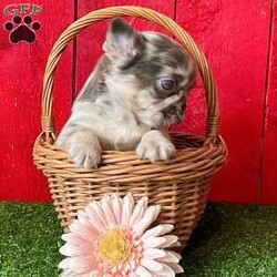 Jane/French Bulldog									Puppy/Female														/12 Weeks, Jane is an awesome lilac tan Merle fluffy AKC registered frenchy puppy! Carries pink and Isabella! Up to date with all shots and dewormings. Was born 12/4/24. Family raised and well socialized! Delivery is available! Contact us today to reserve your new family member!