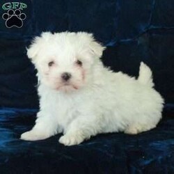 Ghost/Maltese									Puppy/Male																/December 30th, 2024,Meet Ghost, an adorable Maltese puppy! This gentle pup is vet checked and up to date on shots and wormer. Ghost can be registered with the ACA and comes with a health guarantee provided by the breeder. This cuddly pup is well socialized and would make the sweetest addition to anyone’s family. To find out more about Ghost, please contact David & Mary today!