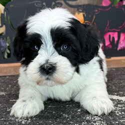 Adopt a dog:Ford/Havanese/Male/7 weeks,Hi! My name is Ford. I am a very gorgeous and unique puppy. I am now taking applications for my new family. I want to live with them forever, so I must make sure that I choose the right one! I am told that I am very smart, sweet, and playful. I love to watch what you do very attentively. Spending time with you will make me the happiest puppy ever! Sometimes I feel the need to give you puppy kisses! I prefer to kiss your nose, as there is something so funny about human noses; they make me giggle. I also really enjoy chasing my tail. I don't know what that thing does back there, but it intrigues me. I have yet to catch it, but I'll keep trying. I am looking for a family that will love and spoil me, as long as you let me spoil you with my love too. I think you could be the one for me!