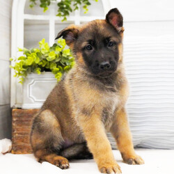 Mac/German Shepherd Dog/Male/10 weeks Adopt a dog:Mac/German Shepherd Dog/Male/10 weeks,I'm Mac! It's very nice to meet you. Are you looking for a lifelong companion? Look no further. I am here and just perfect for you. Trust me! I am very loyal, and I can make you smile with just the way I wag my tail. I have a wonderful disposition. Oh! Did I mention that I'm as healthy as can be? Oh, silly me! I'm up to date on my vaccinations and vet checked from head to tail. I bet you are excited now, aren't you? Well, choose me today!