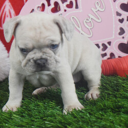 Daisy/French Bulldog/Female/7 weeks Adopt a dog:Daisy/French Bulldog/Female/7 weeks,Hello! My name is Daisy, and I'm super excited to meet you! I cannot wait to join your family and go on adventures with you. I love to play. I also like to snuggle up next to you for a quiet nap, especially on those rainy days. I come up to date on vaccinations and vet checked, so I will be healthy, happy, and ready to come to my FUR-ever home! So, go ahead and pick me for a lifetime of puppy kisses and love. Don’t wait!