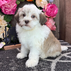 Yoda/Havanese/Female/8 weeks Adopt a dog:Yoda/Havanese/Female/8 weeks,Are you looking for the best puppy ever? Well, you found me! My name is Yoda and I am the best! How do I know? Well, just look at me. Aren't I adorable? Also, I come up to date on my vaccinations and vet checked from head to tail, so not only am I cute, but healthy too! I promise to be on my best behavior when I'm with my new family. I'm just a bundle of joy to have around. So, hurry and pick me to show off what an excellent puppy you have!