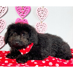 Dan/Bernedoodle/Male/17 weeks Adopt a dog:Dan/Bernedoodle/Male/17 weeks,Are you looking for the best puppy ever? Well, you found me! My name is Dan and I am the best! How do I know? Well, just look at me. Aren't I adorable? Also, I come up to date on my vaccinations and vet checked from head to tail, so not only am I cute, but healthy too! I promise to be on my best behavior when I'm with my new family. I'm just a bundle of joy to have around. So, hurry and pick me to show off what an excellent puppy you have!