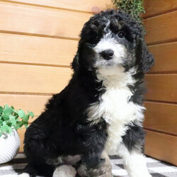 Fate/Bernedoodle/Female/11 weeks Adopt a dog:Fate/Bernedoodle/Female/11 weeks,Hi, my name is Fate, and I am the companion you have been looking for! I am the true definition of a man's best friend. I will arrive at my new home up to date on my vaccinations and vet checked from head to tail. We can play fetch or go for a walk; it does not matter as long as I'm with you. Pick me, you will not regret it! Call about me today before it is too late!