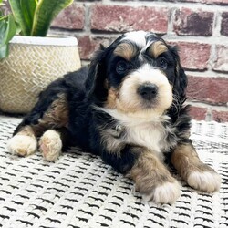 Bentley/Bernedoodle/Male/5 weeks Adopt a dog:Bentley/Bernedoodle/Male/5 weeks,Bentley is the name and making you laugh is my game. I'm a silly pup who loves to play around. I'm quite the little cut up. I just know that with me by your side you will never be bored. I will be your best friend for life. We will play, cuddle, and kiss as often as possible and I promise to always keep you entertained and happy. We are a match made in heaven, so make the call that brings me home!