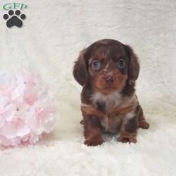 Daisy/Dachshund									Puppy/Female														/6 Weeks,Meet Daisy, this sweet little girl loves to cuddle, she has very unique coloring and is well socialized with kids. Daisy will come with a vet health certificate, a health guarantee and a genetic guarantee. She is up to date on shots and dewormed. We do offer delivery service anywhere in the US . For more info or any additional questions contact James. 