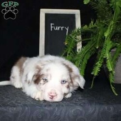 Furry/Border Collie									Puppy/Male																/December 29th, 2024,Say hello to Furry, the most adorable Border Collie puppy! This sweetie pie is already so smart and he comes up to date on shots and dewormer and will be vet checked before going home. He is well socialized with adults and children. Both parents are great farm dogs! If you are looking for a trainable puppy contact us today!