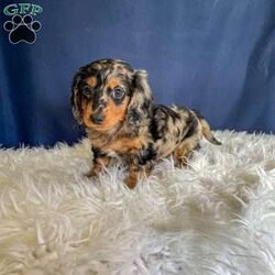 Benji- Mini/Dachshund									Puppy/Male																/7 Weeks,Meet Benji. Benji is a mini long haired dachshund. Mom Tootsie weighs around 12 lbs and is such a sweet mom. Dad Leo weighs around 10 lbs and is a very friendly dog.