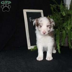 Furry/Border Collie									Puppy/Male																/December 29th, 2024,Say hello to Furry, the most adorable Border Collie puppy! This sweetie pie is already so smart and he comes up to date on shots and dewormer and will be vet checked before going home. He is well socialized with adults and children. Both parents are great farm dogs! If you are looking for a trainable puppy contact us today!