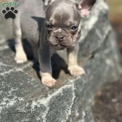 Cielo/French Bulldog									Puppy/Male																/January 11th, 2025,Meet Cielo . This fiesty little puppy is looking for his forever home .The ideal home would be one that can give him plenty of attention and take well care of him. Cielo comes up to date on all his vaccinations and dewormings and comes with AKC registration paperwork. Reach out to John today if interested in adopting this playful puppy. John offers a 1 year genetic health guarantee
