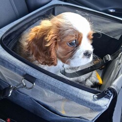 CKCS KC reg 12 weeks/Cavalier King Charles Spaniel/Female/11 weeks,My gorgeous Lily, knows her name, full 5 generation pedigree, parents and photos can be seen, champion lines, crate trained, sleeps through night, housetrained, very confident, happy puppy, only to work from home family or retired couple, Lily has a very sweet nature, typical of cavaliers, will have a lovely long silky coat and long ears like mum and dad. Fully vaccinationed, flead and wormed.