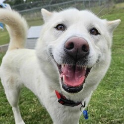 Daisy/Siberian Husky/Female/3 Years 10 Months,Hello there! My name is Daisy, and I’m a spirited Siberian Husky ready to find my forever home. I’ve had a bit of a journey, including some surgery on my front leg, but I’m happy to report that I’ve fully recovered and am feeling great! I’m back to my playful self, eager to explore the world around me. I’m a bit of a shy girl, especially when meeting new people. It takes me some time to warm up, so it’s important that my future family understands that I might need a few meet-and-greet sessions before I feel comfortable. Patience is key with me, but once I trust you, I promise I’ll be your loyal companion! As much as I love to romp around, I also enjoy my quiet moments, especially in outdoor spaces. I thrive with indoor/outdoor access, so having a yard where I can stretch my legs and enjoy the fresh air is ideal for me. This way, I can soak up all the love and attention without feeling overwhelmed. Because of my temperament, I would do best in a home without children under 15. It’s crucial that my new family has experience with Huskies and understands our unique traits. I can be a little quirky, and having someone who knows how to channel my energy and spirit will make a big difference in our lives together. If you think you can offer me the time, space, and understanding I need, I’d love to meet you! Let’s see if we can create some wonderful memories together. 
