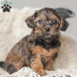 Lila/Yorkie Poo									Puppy/Female														/6 Weeks,Meet our adorable Yorkipoos! They are sweet and cuddly and would make the perfect addition to your family! Our children love to cuddle them and give them lots of attention!