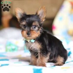 Dylan/Yorkie									Puppy/Male																/10 Weeks,Meet Dylan! He is the most adorable AKC Registered Yorkshire Terrier, overflowing with charm and personality. With his silky coat, bright, sparkly eyes, and playful spirit, he’s the perfect blend of sweetness and spunk. He is affectionate, intelligent, and always eager to be by your side, whether it’s for cuddles or playful adventures. He’s a tiny bundle of love, ready to bring endless joy and warmth to his forever home!