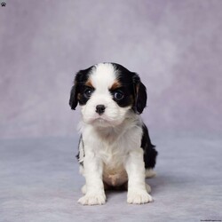 Reba/Cavalier King Charles Spaniel									Puppy/Female														/10 Weeks,Meet Reba, a sweet and loving Cavalier King Charles who’s ready to find her forever home! This little bundle of joy has been raised in a warm, caring environment where she’s showered with love and attention. She’s well-socialized, making her a perfect fit for families, couples, or anyone looking for a loyal companion. Reba has been vet-checked, is up to date on vaccines and dewormer, and comes microchipped for added peace of mind. Her AKC-registered parents have been genetically health tested, so you know she comes from a strong, healthy background. Plus, she comes with a health guarantee! Whether she’s snuggling in your arms or bouncing around with excitement, Reba will bring happiness to your home. Delivery options are available—reach out today to make her yours!