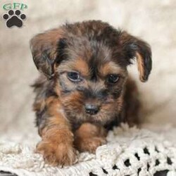 Lila/Yorkie Poo									Puppy/Female														/6 Weeks,Meet our adorable Yorkipoos! They are sweet and cuddly and would make the perfect addition to your family! Our children love to cuddle them and give them lots of attention!