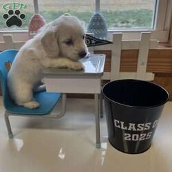 Arctic/Dachshund									Puppy/Male																/February 13th, 2025,AKC Full Registration. DNA tested parents. Arctic is a “Dream Cream” from Promise Land Puppies. He is destined for greatness either in his forever home or the AKC show ring. He is a long hair English Cream Mini Dachshund with an excellent pedigree. He comes full AKC registration. His breeder has carefully planned his litter with both parents being DNA tested. All puppies complete a meticulous head to tail health exam and receive age appropriate shots, and microchipped. All puppies are wormed at 2, 4, 6 and 8 weeks. Pee pad training and puppy food and water introduction begins at 4 weeks. Socialization with adults, children and other dogs begin at birth. All puppies have a one year health guarantee. When it comes time for getting your new puppy home Promise Land Puppies has you covered with several options: