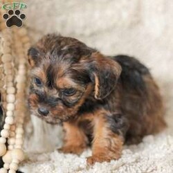 Lila/Yorkie Poo									Puppy/Female														/6 Weeks,Meet our adorable Yorkipoos! They are sweet and cuddly and would make the perfect addition to your family! Our children love to cuddle them and give them lots of attention!