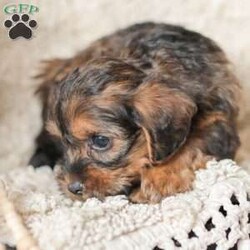 Lila/Yorkie Poo									Puppy/Female														/6 Weeks,Meet our adorable Yorkipoos! They are sweet and cuddly and would make the perfect addition to your family! Our children love to cuddle them and give them lots of attention!