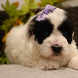 Cindi/Coton de Tulear Mix									Puppy/Female														/February 20th, 2025,Cindi is not just a puppy he’s a darling Pooton, a bundle of love waiting to become your loyal companion. Spend a little time with them and they will stick by your side no matter what, their loyalty is outstanding. Playtime is no joke to them, and they will always find a way to make you smile whether its snuggling up to you on the couch or running around the house. With a silky, soft coat and deep brown, puppy-dog eyes, this little baby will steal your heart from the very first minute you see him. Don’t miss a lifetime of tail wags and puppy dog kisses make him yours today!! Calvin will join his loving family with: First vet exam already completed Current on necessary vaccines and dewormer One year health guarantee Microchipped Our adorable puppies come from a loving and well-cared-for home. The mother,Cay is a Coton De Tulear doting, attentive parent. Chester the father is a mini Poodle exudes playfulness and intelligence. These proud parents have imparted their wonderful traits to their offspring, ensuring that our puppies will make fantastic companions for their future families. Rest assured, the care and love these parents have received are reflected in the happy and healthy puppies they’ve produced