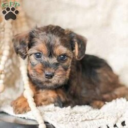 Lila/Yorkie Poo									Puppy/Female														/6 Weeks,Meet our adorable Yorkipoos! They are sweet and cuddly and would make the perfect addition to your family! Our children love to cuddle them and give them lots of attention!