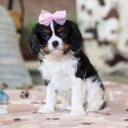 Addie/Cavalier King Charles Spaniel									Puppy/Female														/9 Weeks,Meet Addie, the sweetest AKC Cavalier King Charles Spaniel! She’s the perfect blend of gentle affection and playful charm. Cavaliers are known for their loving nature, making them wonderful companions who thrive on human connection. With her silky, beautiful coat and expressive eyes, she will steal your heart in an instant! Whether she’s happily trotting beside you on a walk or curling up for cozy snuggles, she’ll bring endless joy to your home.