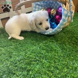 Arctic/Dachshund									Puppy/Male																/February 13th, 2025,AKC Full Registration. DNA tested parents. Arctic is a “Dream Cream” from Promise Land Puppies. He is destined for greatness either in his forever home or the AKC show ring. He is a long hair English Cream Mini Dachshund with an excellent pedigree. He comes full AKC registration. His breeder has carefully planned his litter with both parents being DNA tested. All puppies complete a meticulous head to tail health exam and receive age appropriate shots, and microchipped. All puppies are wormed at 2, 4, 6 and 8 weeks. Pee pad training and puppy food and water introduction begins at 4 weeks. Socialization with adults, children and other dogs begin at birth. All puppies have a one year health guarantee. When it comes time for getting your new puppy home Promise Land Puppies has you covered with several options: