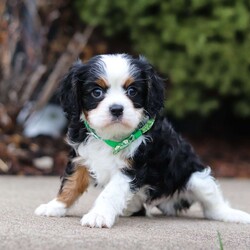 Dereck/Cavalier King Charles Spaniel									Puppy/Male																/7 Weeks,Meet Dereck, a dashing Cavalier King Charles Spaniel with a heart of gold and an endlessly affectionate spirit! With his luxuriously soft coat and expressive eyes, he embodies the charm and elegance of his breed. This little guy is full of love and always ready to greet you with a wagging tail and plenty of kisses. His playful yet gentle demeanor makes him a wonderful companion for families, children, and anyone looking for a loyal best friend. Whether he’s chasing after toys, snuggling up for belly rubs, or simply enjoying time by your side, this pup’s warm and loving nature will bring joy to every moment!