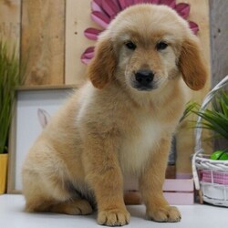 Adopt a dog:Grant/Golden Retriever/Male/12 weeks,Hi, I'm Grant! I'm a 12-week-old male Golden Retriever with a beautiful golden coat, born on January 12, which makes me a Capricorn pup. I am ready now to plan my trip to my forever family. Once I reach my adult size, I'm expected to weigh between 65–75 lbs. I'm UABR registered. I'm ready to be your best friend and cuddle buddy for life.