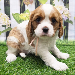 Kara/Cavalier King Charles Spaniel/Female/8 weeks Adopt a dog:Kara/Cavalier King Charles Spaniel/Female/8 weeks,Hi, I'm Kara! I'm an 8-week-old female Cavalier King Charles Spaniel with a beautiful blenheim coat, born on February 13, which makes me an Aquarius pup. I am ready now to plan my trip to my forever family. Once I reach my adult size, I'm expected to weigh between 13–18 lbs. I'm APRI registered. Some might even say I'm a tennis ball connoisseur! I like anything that gets my tail wagging. I can play for hours, then curl up for a good 'ol nap.