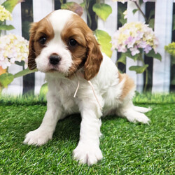 Kara/Cavalier King Charles Spaniel/Female/8 weeks Adopt a dog:Kara/Cavalier King Charles Spaniel/Female/8 weeks,Hi, I'm Kara! I'm an 8-week-old female Cavalier King Charles Spaniel with a beautiful blenheim coat, born on February 13, which makes me an Aquarius pup. I am ready now to plan my trip to my forever family. Once I reach my adult size, I'm expected to weigh between 13–18 lbs. I'm APRI registered. Some might even say I'm a tennis ball connoisseur! I like anything that gets my tail wagging. I can play for hours, then curl up for a good 'ol nap.