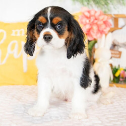 Adopt a dog:Umeko/Cavalier King Charles Spaniel/Male/12 weeks,Hi, I'm Umeko! I'm a 12-week-old male Cavalier King Charles Spaniel with a beautiful black & white coat, born on January 11, which makes me a Capricorn pup. I am ready now to plan my trip to my forever family. Once I reach my adult size, I'm expected to weigh between 13–18 lbs. I'm AKC registered. The bond that we'll build, of love and affection, will make a lifelong partnership and an unforgettable connection.