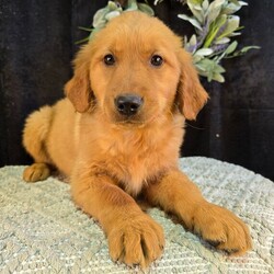 Adopt a dog:Pearl/Golden Retriever/Female/13 weeks,Hi, I'm Pearl! I'm a 13-week-old female Golden Retriever with a beautiful dark golden coat, born on January 8, which makes me a Capricorn pup. I am ready now to plan my trip to my forever family. Once I reach my adult size, I'm expected to weigh between 55–65 lbs. I'm AKC registered. Let's start our forever adventure together.