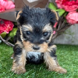 Adopt a dog:Lassie/Yorkshire Terrier/Female/5 weeks,Hi, I'm Lassie! I'm a 5-week-old female Yorkshire Terrier with a beautiful black & tan coat, born on March 2, which makes me a Pisces sign. I'll be ready to go home to my forever family after May 25, once I'm grown enough to leave my litter. When I reach my adult size, I should weigh between 6–10 lbs. I'm AKC registered. I'm excited to bring a lot of love and a little bit of puppy chaos.