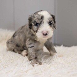 Elaine/Old English Sheepdog Mix									Puppy/Female	/11 Weeks,This is a F1b Mini Old English Mountain Doodle, a mix between an OES and a Mini Bernedoodle. Old English Mountain Doodles are playful, intelligent, loving, sociable and great family dogs. Sheepadoodles have a goofy and fun personality, mixed with the Bernese Mountain Dog it gives them a more mellow temperment. They are typically between 35-50 lbs full grown. Our puppies come with their first round of shots and dewormer and will be vet checked to ensure a healthy puppy. We take great pride in getting our puppies ready for their forever homes! We offer transportation for those who can not come pick up at our farm. Thanks for checking us out, feel free to reach out with any other questions or additional photos.