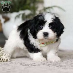 Buddy/Teddy Bear									Puppy/Male	/12 Weeks,Meet Buddy, the snuggliest Teddy Bear you’ll ever meet! With his ultra-soft fur, warm button eyes, and cuddly little paws, Buddy is the perfect companion for hugs, comfort, and endless adventures. Whether he’s tagging along for playtime, offering a soft shoulder during nap time, or simply sitting by your side, Buddy brings a sense of calm and coziness wherever he goes. His sweet smile and lovable charm make him a timeless friend for kids and grown-ups alike. With Buddy in your arms, you’ll always have a little extra love to hold on to.