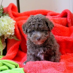 Fred/Havapoo									Puppy/Male																/February 21st, 2025,Fred is a fun and playful Havapoo puppy that is socialized and being family raised with children. This sweet pooch is up to date on shots & wormer and will be vet checked, plus the breeder provides a 30 day health guarantee for him. To meet this precious fella, call the breeder today!
