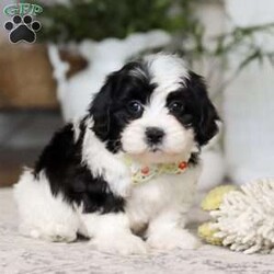 Buddy/Teddy Bear									Puppy/Male	/12 Weeks,Meet Buddy, the snuggliest Teddy Bear you’ll ever meet! With his ultra-soft fur, warm button eyes, and cuddly little paws, Buddy is the perfect companion for hugs, comfort, and endless adventures. Whether he’s tagging along for playtime, offering a soft shoulder during nap time, or simply sitting by your side, Buddy brings a sense of calm and coziness wherever he goes. His sweet smile and lovable charm make him a timeless friend for kids and grown-ups alike. With Buddy in your arms, you’ll always have a little extra love to hold on to.