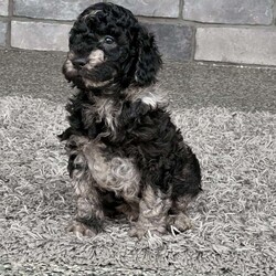 Kirby/Mini Labradoodle									Puppy/Male																/7 Weeks,Meet Kirby! He is a sweet, friendly little guy who is sure to steal your heart with his handsome little face! He was born and raised on our family farm and loves to play with his siblings and us. He is an F1B mini labradoodle- his Mom Daisy is a standard size first generation labradoodle weighing around 40 pounds and his Daddy Duke is a miniature registered poodle weighing around 12 pounds. We expect Kirby to weigh between 20-30 pounds fully grown. We administered the Early Neurological Stimulation ( ENS)  program to him at a young age. Kirby is Vet Checked, up to date on his age appropriate vaccinations, on a deworming schedule, microchipped and comes with a 1 year Genetic Health Guarantee. Please call or text Eli or Lori if you would like to know more about Kirby or wish to see more pictures or videos. All Sunday call, texts and emails will be returned Monday morning. Delivery is available at an extra cost. 