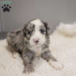 Elaine/Old English Sheepdog Mix									Puppy/Female	/11 Weeks,This is a F1b Mini Old English Mountain Doodle, a mix between an OES and a Mini Bernedoodle. Old English Mountain Doodles are playful, intelligent, loving, sociable and great family dogs. Sheepadoodles have a goofy and fun personality, mixed with the Bernese Mountain Dog it gives them a more mellow temperment. They are typically between 35-50 lbs full grown. Our puppies come with their first round of shots and dewormer and will be vet checked to ensure a healthy puppy. We take great pride in getting our puppies ready for their forever homes! We offer transportation for those who can not come pick up at our farm. Thanks for checking us out, feel free to reach out with any other questions or additional photos.