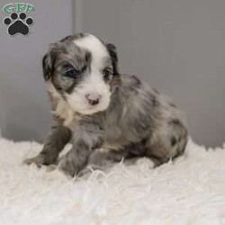 Elaine/Old English Sheepdog Mix									Puppy/Female	/11 Weeks,This is a F1b Mini Old English Mountain Doodle, a mix between an OES and a Mini Bernedoodle. Old English Mountain Doodles are playful, intelligent, loving, sociable and great family dogs. Sheepadoodles have a goofy and fun personality, mixed with the Bernese Mountain Dog it gives them a more mellow temperment. They are typically between 35-50 lbs full grown. Our puppies come with their first round of shots and dewormer and will be vet checked to ensure a healthy puppy. We take great pride in getting our puppies ready for their forever homes! We offer transportation for those who can not come pick up at our farm. Thanks for checking us out, feel free to reach out with any other questions or additional photos.