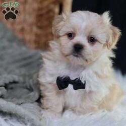 Hemi/Teddy Bear									Puppy/Male	/12 Weeks,To contact the breeder about this puppy, click on the “View Breeder Info” tab above.